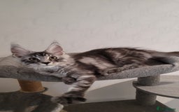 Maine Coon cats for sale: Tica registered maine coon kittens  in Ipswich - Image 16