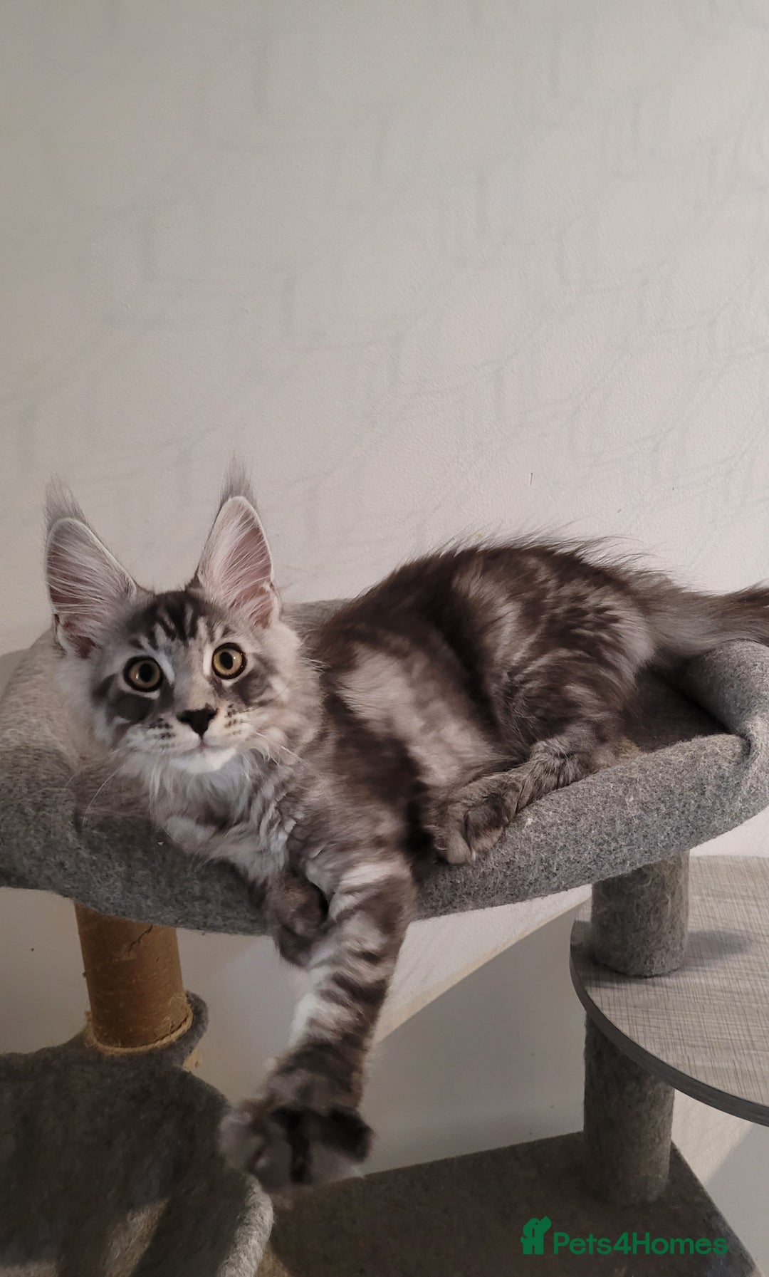 Maine Coon cats for sale: Tica registered maine coon kittens  in Ipswich - Image 16