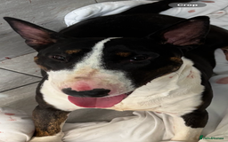 English Bull Terrier dogs for sale: Champion line puppy’s  - Image 2