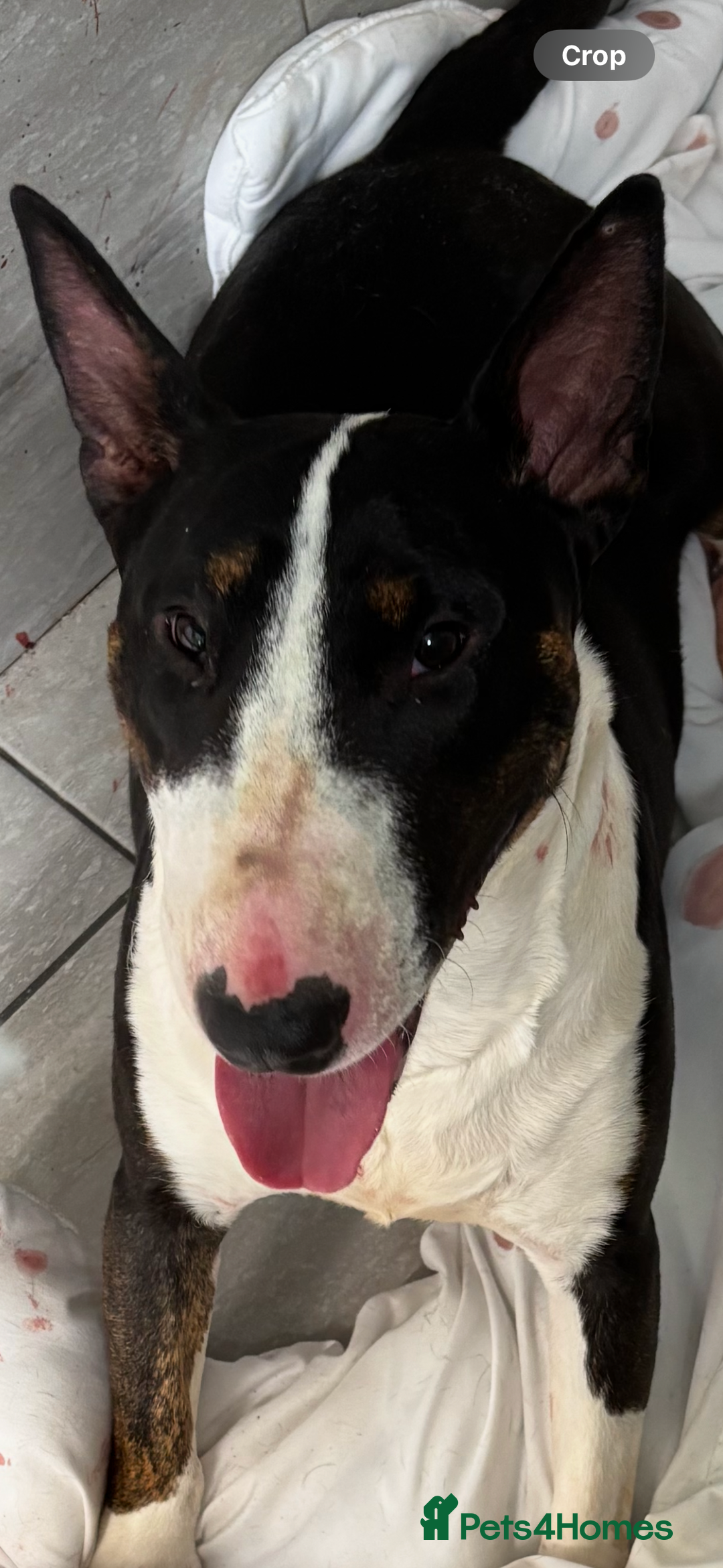 English Bull Terrier dogs for sale: Champion line puppy’s  - Image 2