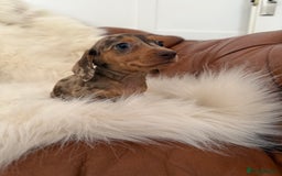 Miniature Dachshund dogs for sale: Stunning Silver & Chocolate Dapple Miniatures - Image 13