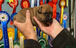 Staffordshire Bull Terrier dogs for sale: A litter of stunning Reds  - Image 5