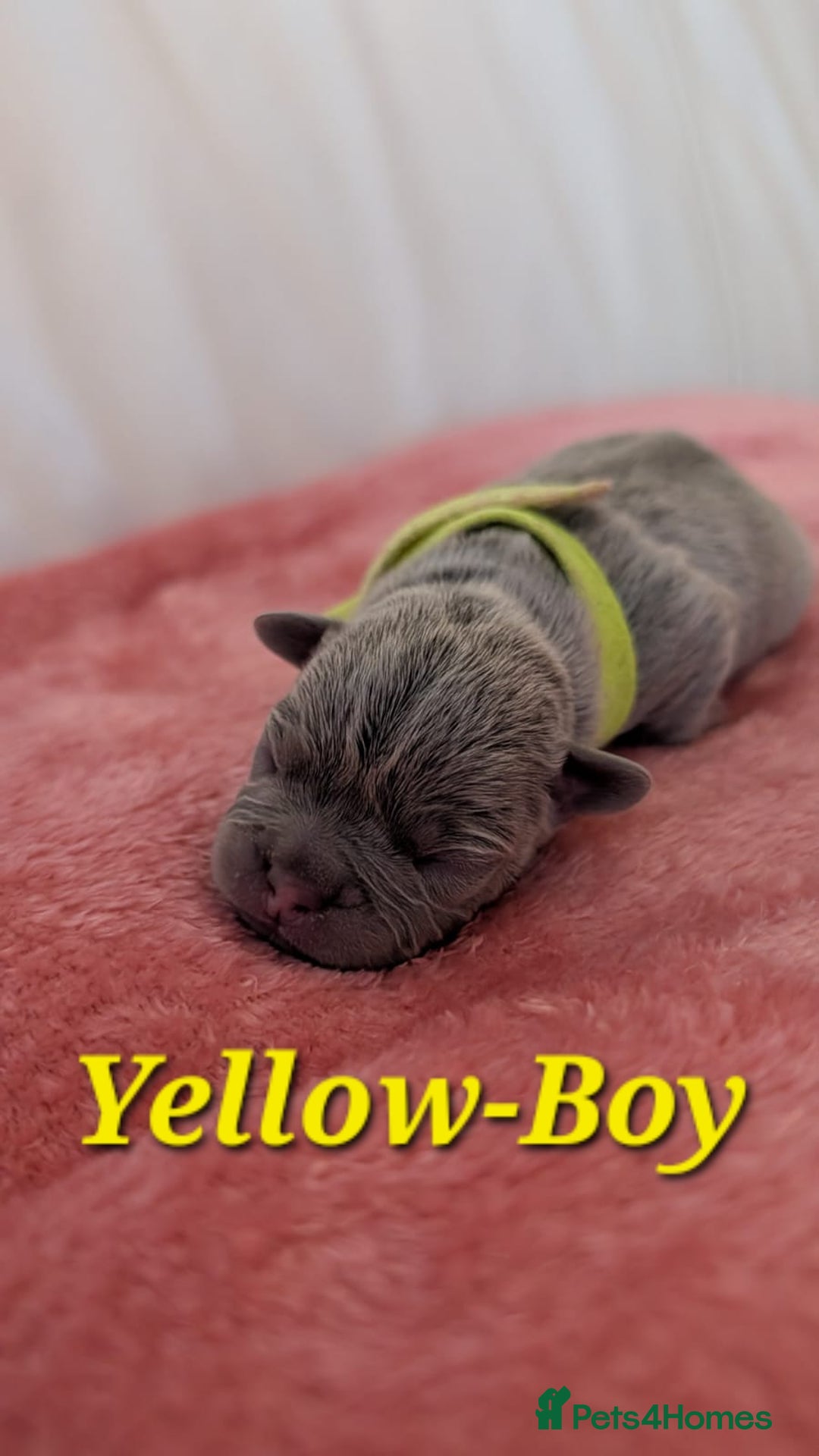 French Bulldog dogs for sale: French Bulldog puppies - Advert 9