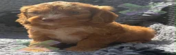 Cockapoo dogs for sale: F1 Apricots and fox reds mini cockapoos 30 dna clr - Advert 7