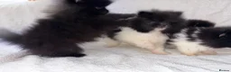 Pomeranian dogs for sale: Pomeranian puppy’s  - Advert 8