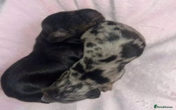 Miniature Dachshund dogs for sale: Chocolate Tan Dapple Healthy Dachshund Puppies - Image 4