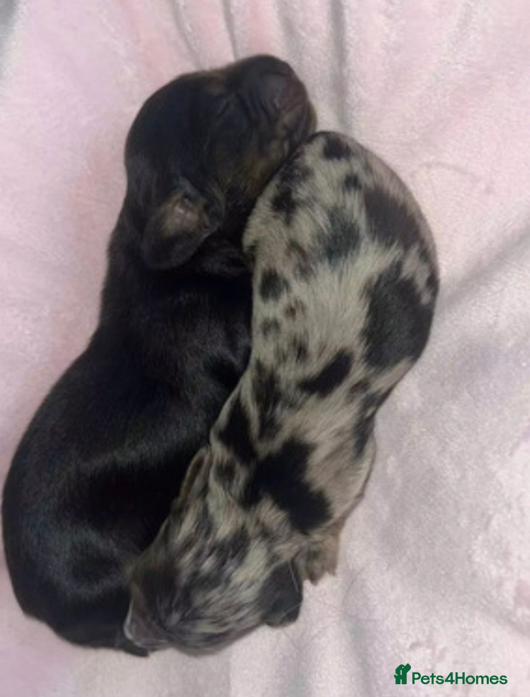 Miniature Dachshund dogs for sale: Chocolate Tan Dapple Healthy Dachshund Puppies - Image 4