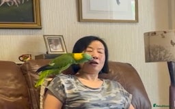 Parrots birds for sale: Yellow naped amazon - Image 2