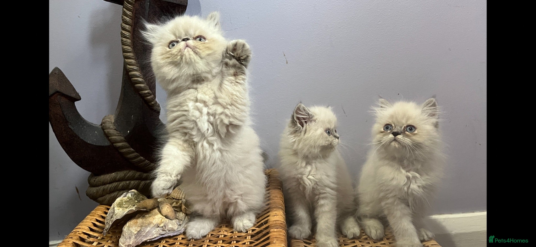 Persian cats Ready Now. 3 little Persian Pirates ready to sail  - Advert 1