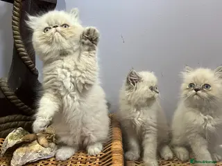 Persian cats Ready Now. 3 little Persian Pirates ready to sail - Advert 5