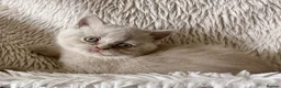 British Shorthair cats for sale: GCCF REGISTERED CHAMPION LINE BSH KITTENS - Advert 3