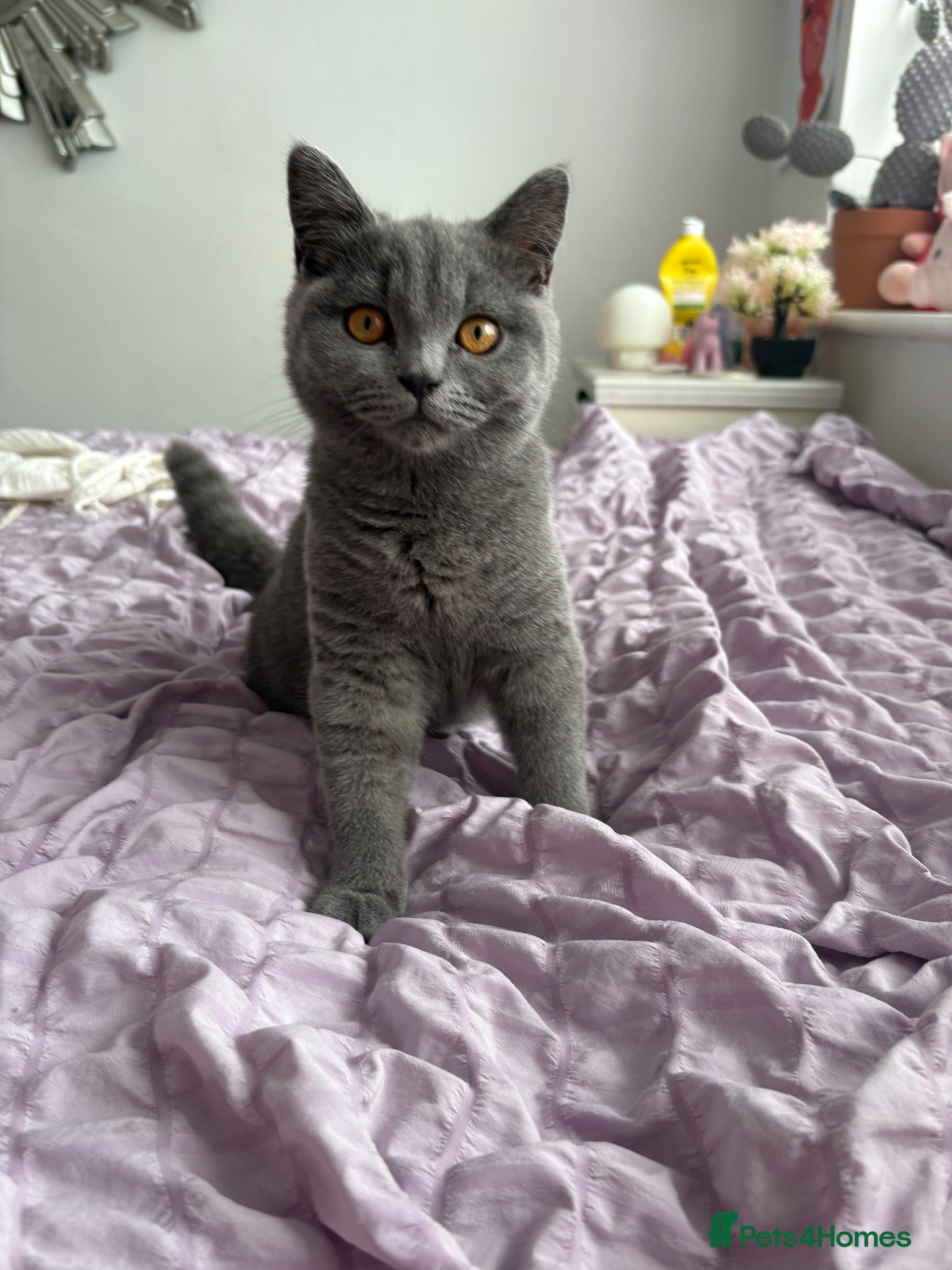 British Shorthair cats 💕two stunning blue girls 💕 - Advert 13