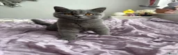British Shorthair cats for sale: 💕two stunning blue girls 💕 - Advert 1