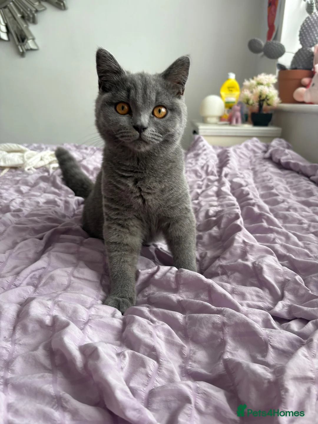 British Shorthair cats for sale: 💕two stunning blue girls 💕 - Advert 1