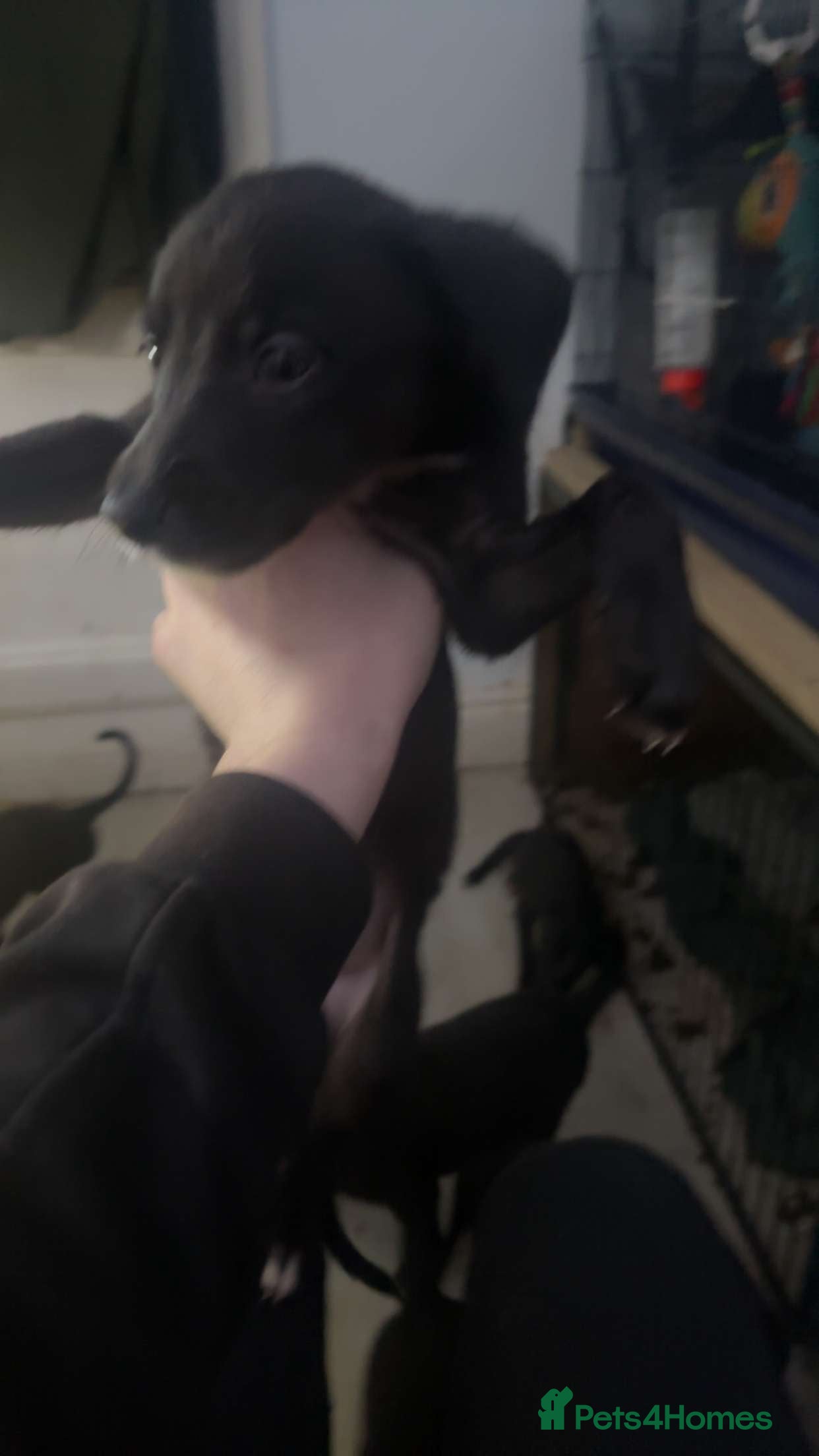 Mixed Breed dogs 2 female lurcher pups come from working stock - Advert 1