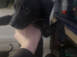Mixed Breed dogs 2 female lurcher pups come from working stock - Advert 2