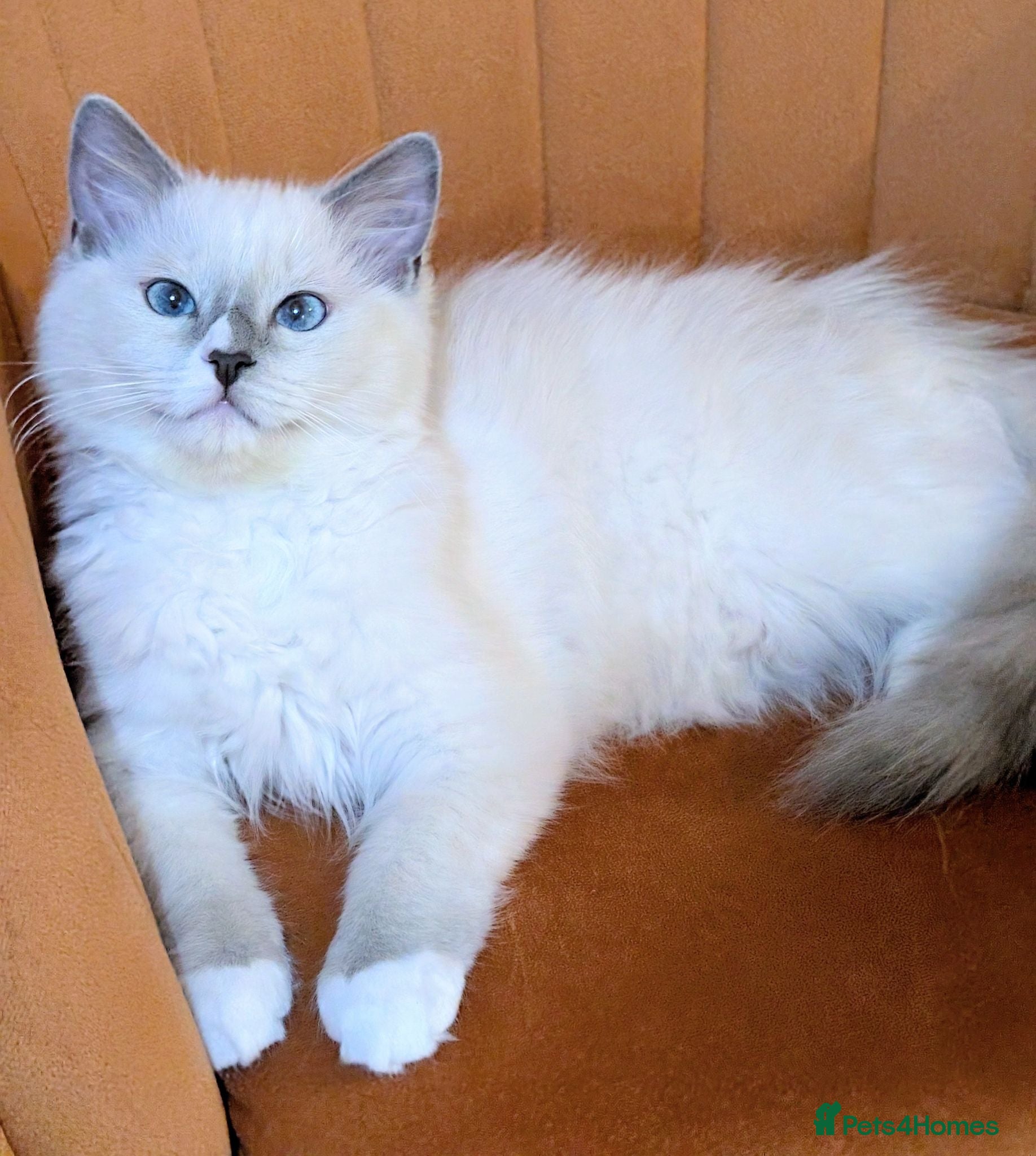Ragdoll cats TICA,Champion,pedigree female Ragdoll kitten  - Advert 15