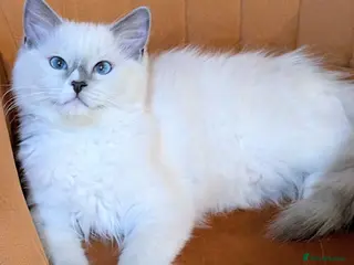 Ragdoll cats TICA,Champion,pedigree female Ragdoll kitten - Advert 15