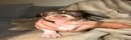 Chiweenie dogs for sale: 4 Beautiful Chiweenies For Sale/ 1 BOY/ 3 GIRLS - Advert 6