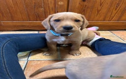 Mixed Breed dogs for sale: BEAUTIFUL GOLDEN BEAGADOR PUPPIES! - Advert 11