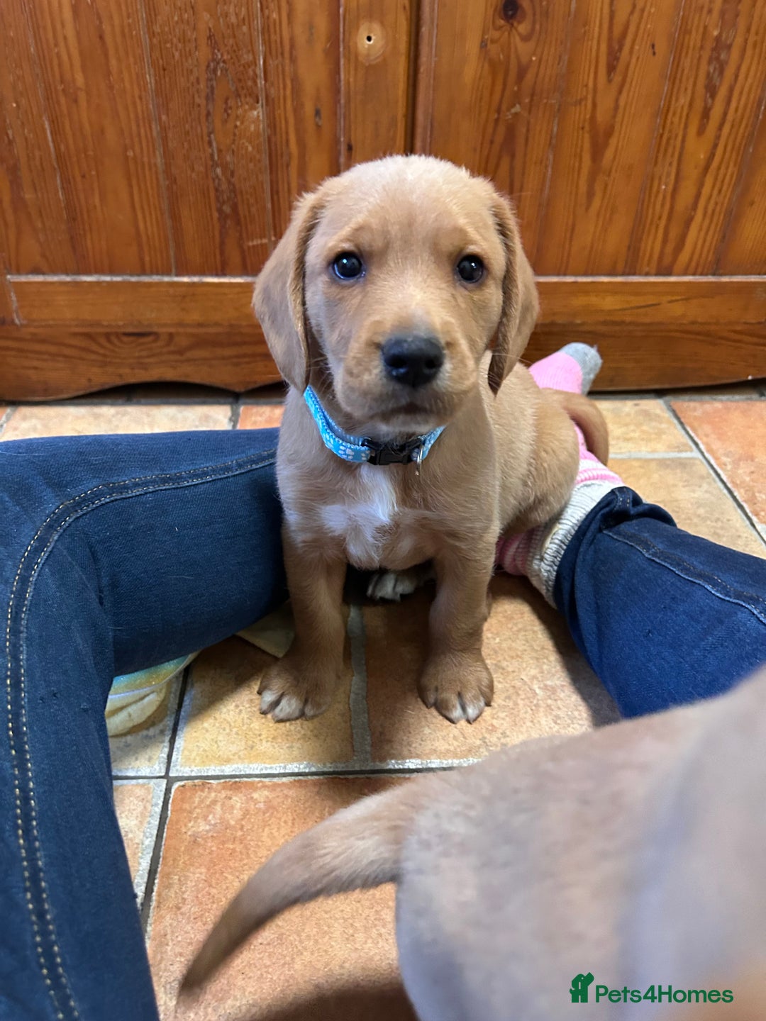 Mixed Breed dogs for sale: BEAUTIFUL GOLDEN BEAGADOR PUPPIES! - Advert 11
