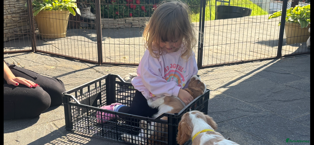 Cavalier King Charles Spaniel dogs for sale: Cavalier King Charles Spaniel  - Image 26