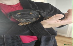 Mixed Breed dogs for sale: Rottweiler x American Staffy Puppies - Image 13