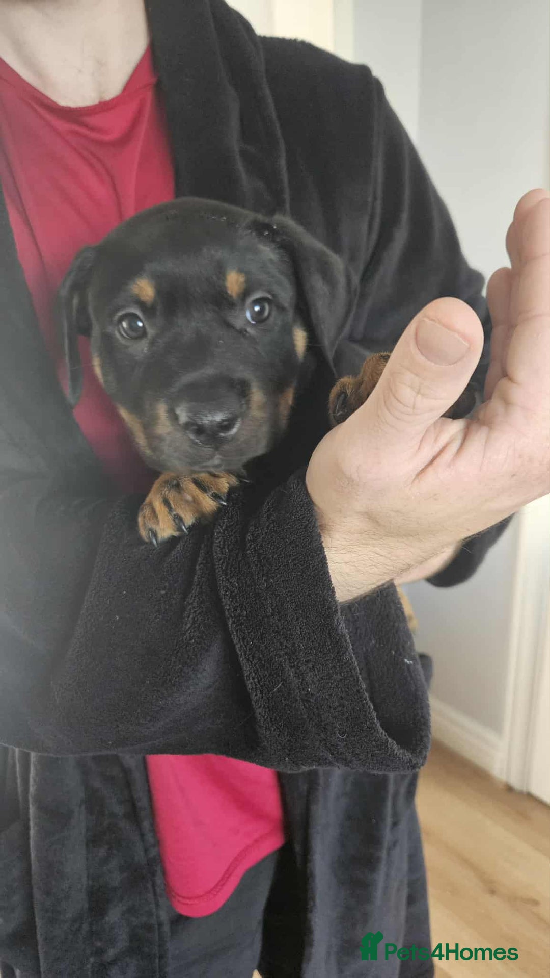 Mixed Breed dogs for sale: Rottweiler x American Staffy Puppies - Image 13