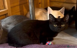 Ragdoll cats for sale: Beautiful Ragdoll cross kittens  - Image 4