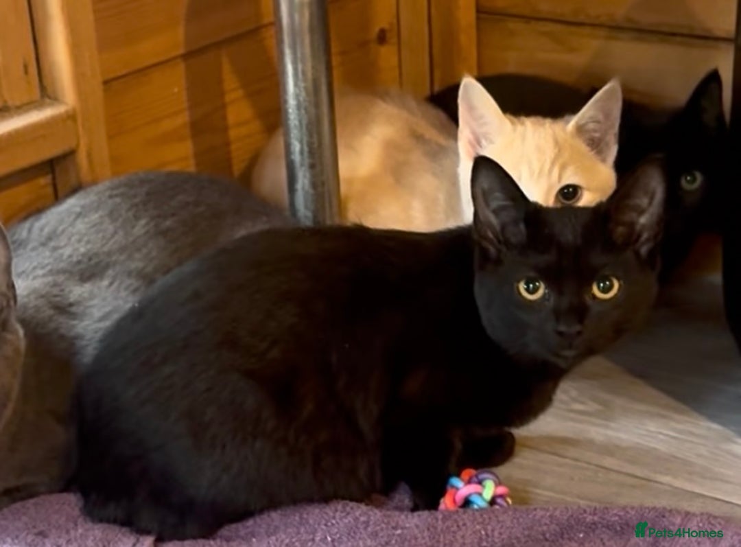 Ragdoll cats for sale: Beautiful Ragdoll cross kittens  - Image 4