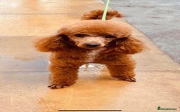Cockapoo dogs for sale: Cockapoo F1 type Litter Due - Image 4