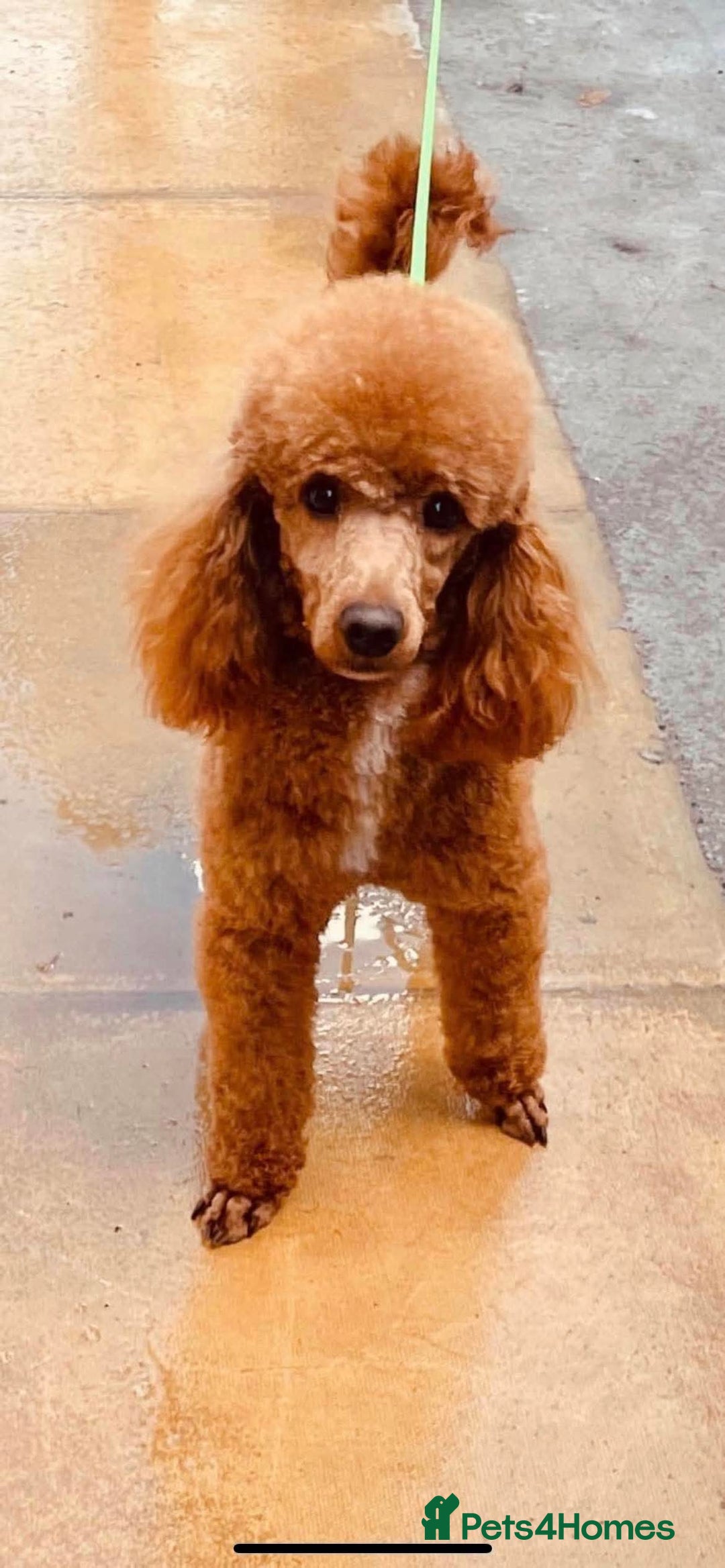Cockapoo dogs for sale: Cockapoo F1 type Litter Due - Image 4