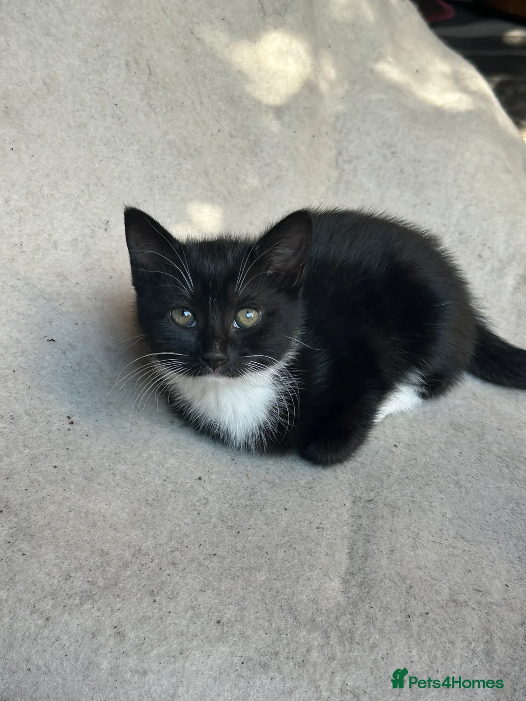 Mixed Breed cats for sale: Kitten in Bradford - Advert 2
