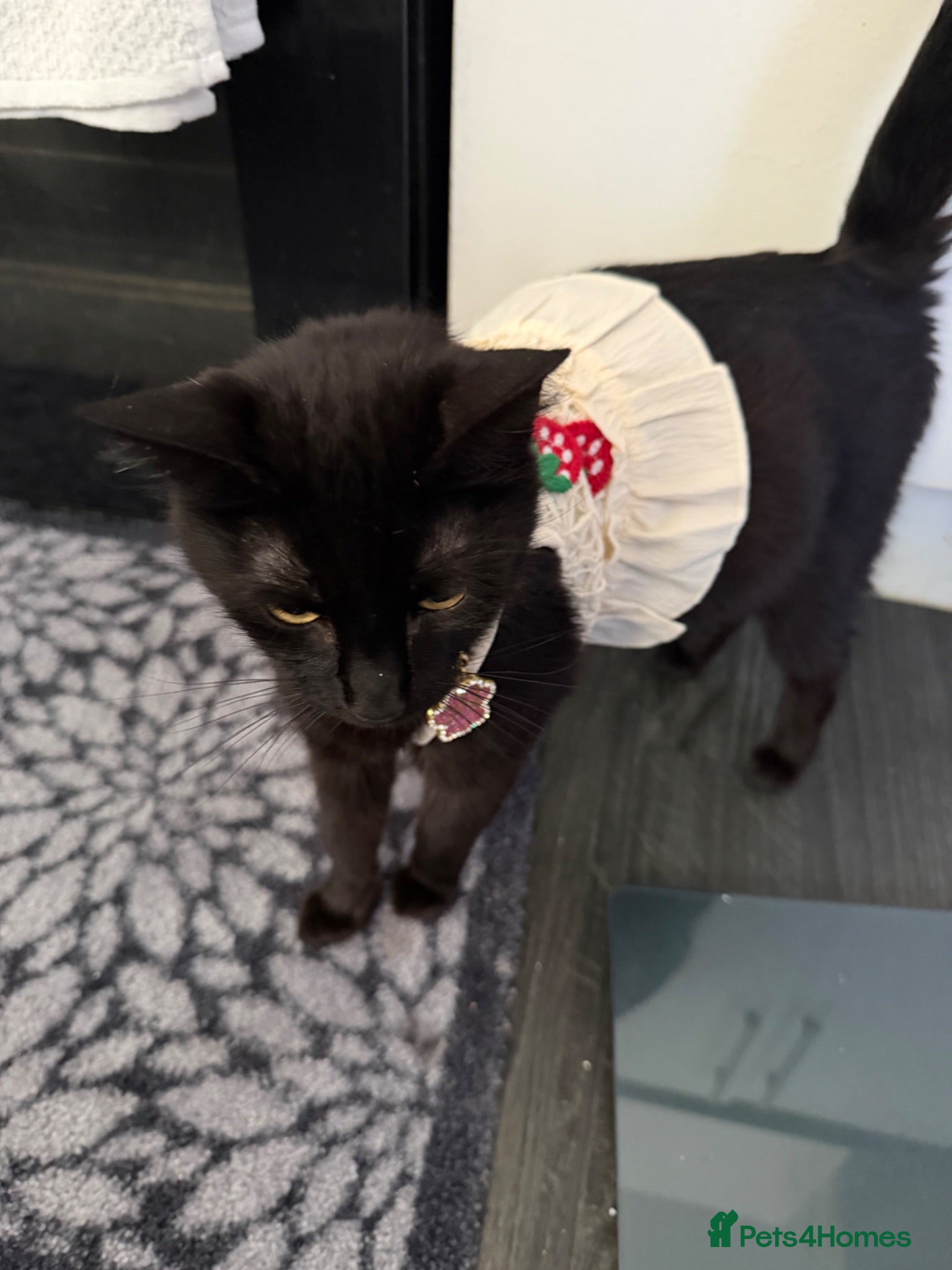 Domestic Shorthair cats Adorable Kittens looking for Their Forever Homes  - Advert 1