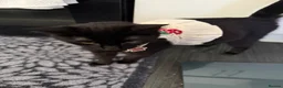 Domestic Shorthair cats for sale: Adorable Kittens looking for Their Forever Homes  - Advert 1