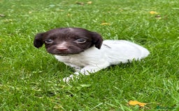 Sprocker dogs for sale: Beautiful Sprocker pups - Image 8