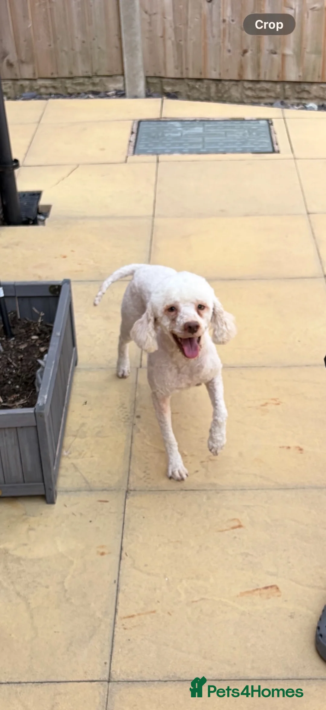 Lagotto Romagnolo dogs for sale: Rehoming lexi  - Advert 4