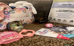 Miniature Dachshund dogs for sale: Pra hereditary clear min smooth dachshund  - Advert 3