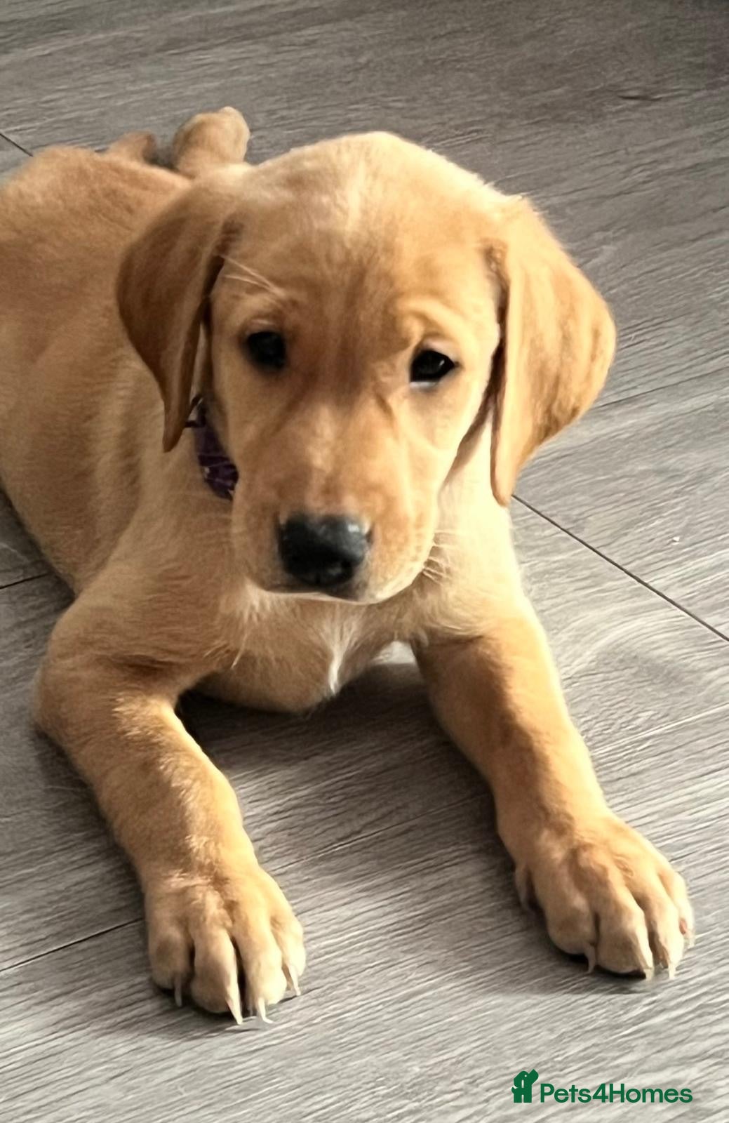 Labrador Retriever dogs 1 Girl! Adorable KC Labrador Puppies - Advert 1