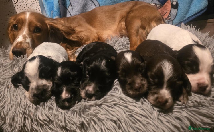 Cocker Spaniel dogs Cocker spaniel puppies - Advert 14