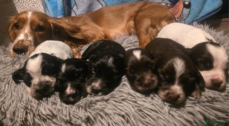 Cocker Spaniel dogs Cocker spaniel puppies - Advert 1