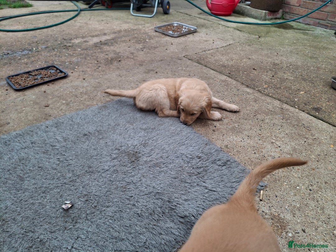 Golden Retriever dogs for sale: Working golden retriever puppies  - Image 7