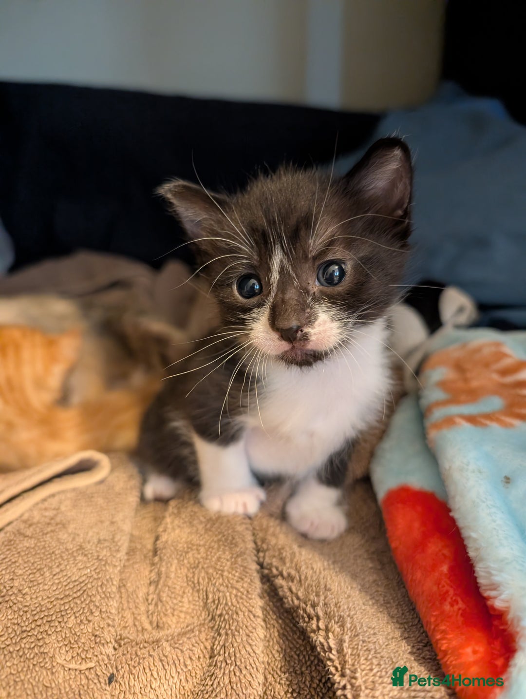 Mixed Breed cats for sale: Cuddly Female Kitten - Advert 6