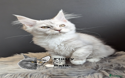 Maine Coon cats for sale: 2 outstanding girls from a shaded line  - Image 9