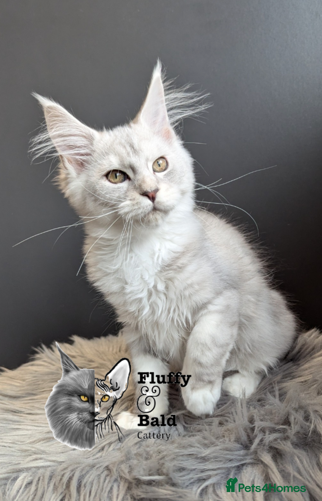 Maine Coon cats for sale: 2 outstanding girls from a shaded line  - Image 9