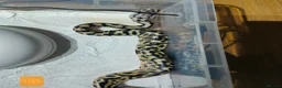 Python Snake reptiles for sale: spotnose and clown ball pythons  - Advert 10