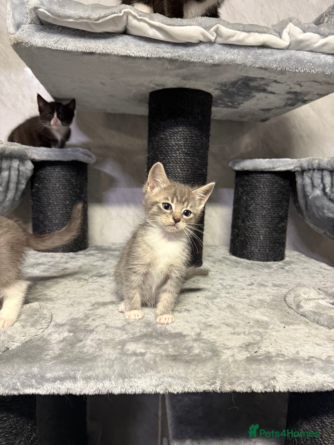 Ragdoll cats for sale: Half Ragdoll Kittens - Advert 3