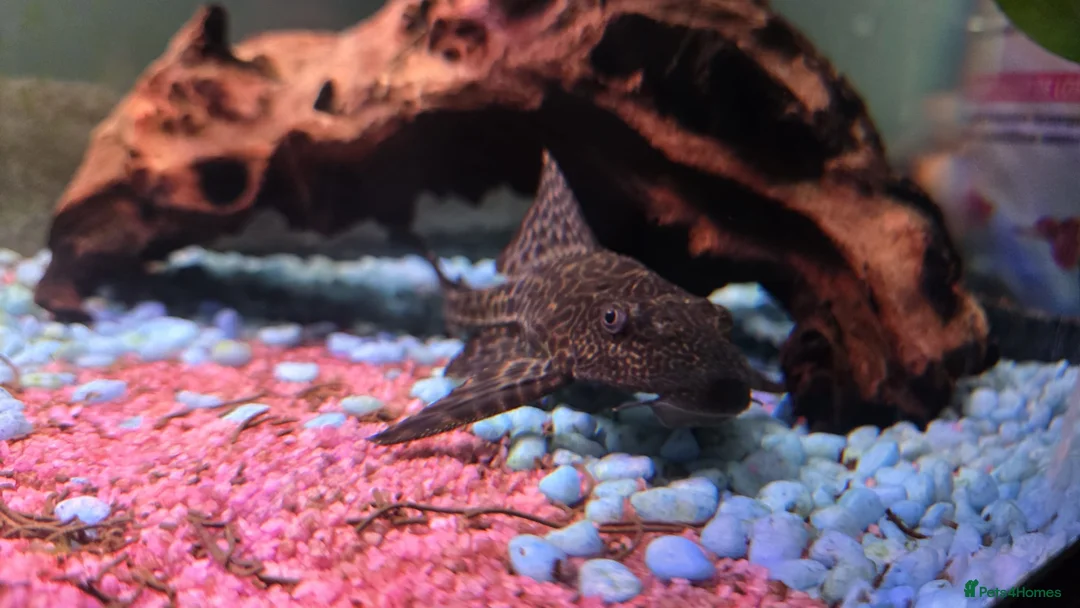 Plecos fish for sale: Common Pleco - Advert 7