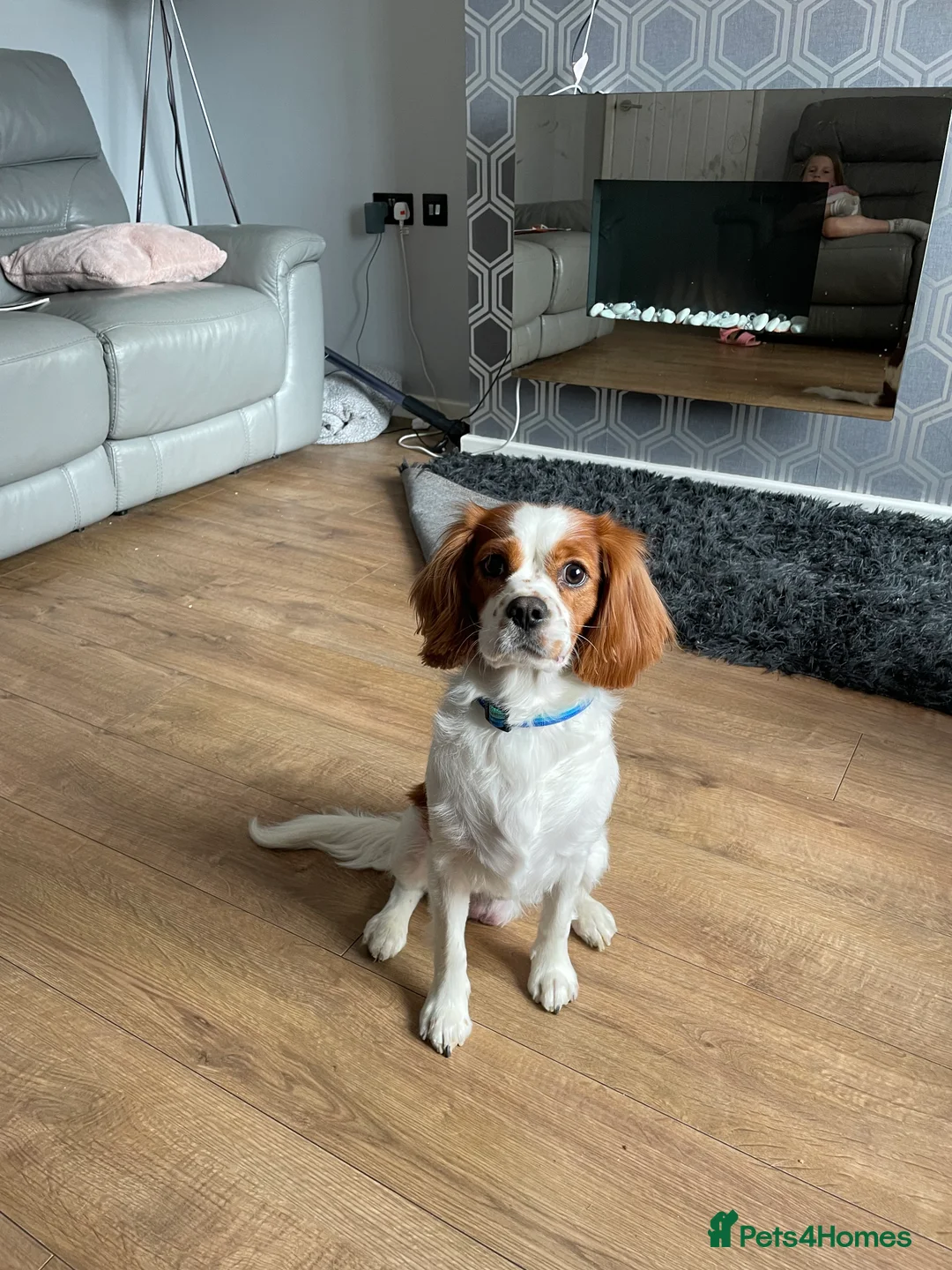 Cavalier King Charles Spaniel dogs for sale: Male Cavalier King Charles 4 years old  - Advert 6