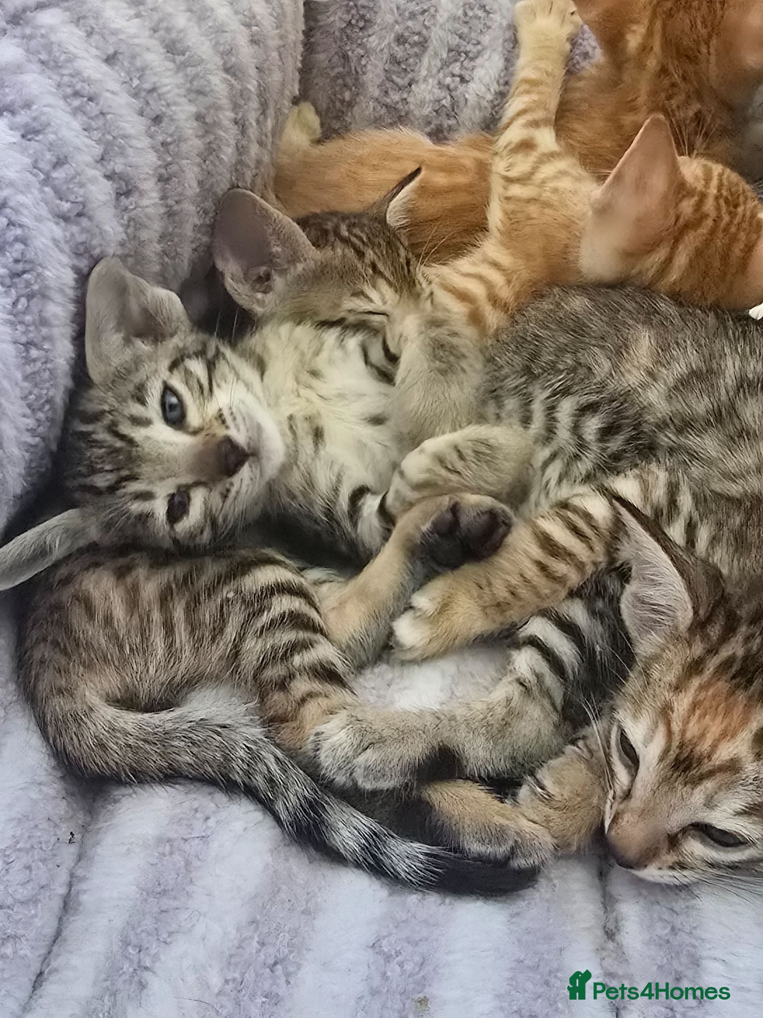 Oriental cats Oriental x Bengal kittens (Serengeti) - Advert 6
